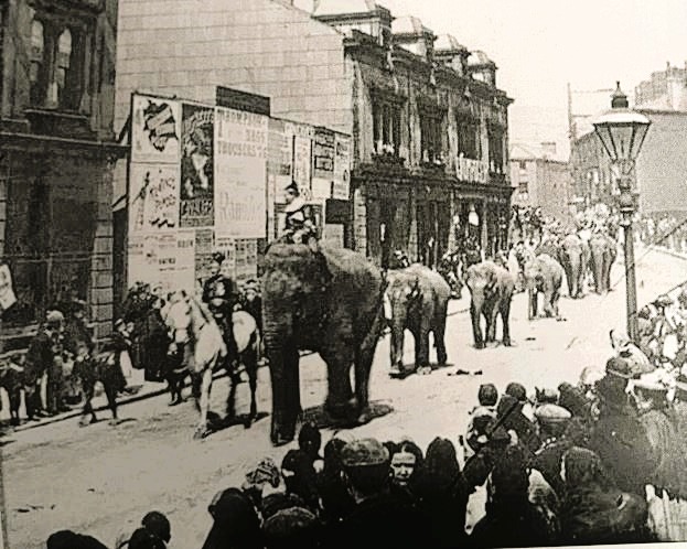 ElephantsTod