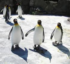 penguins