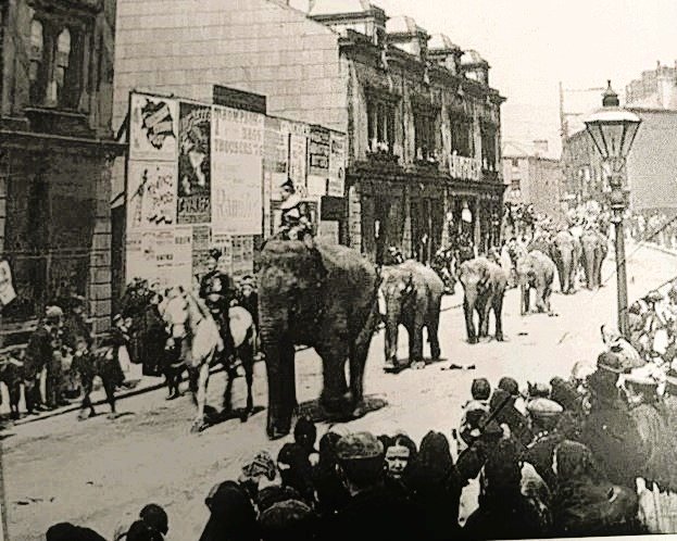 ElephantsTod
