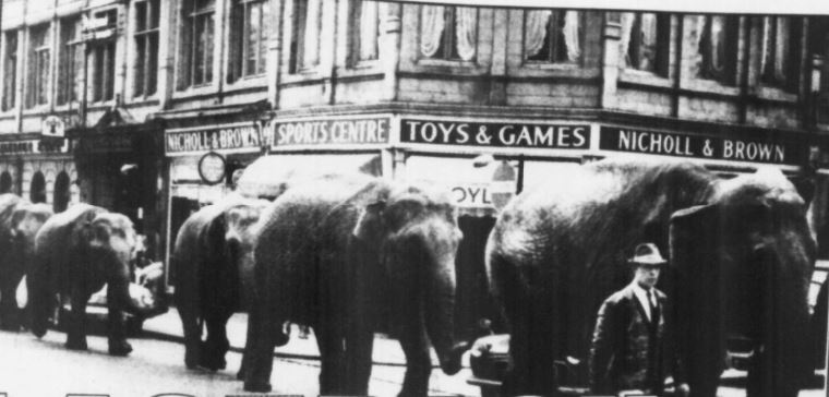 elephantsCommSt