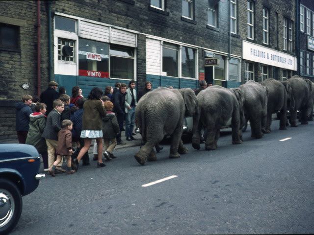 elephs