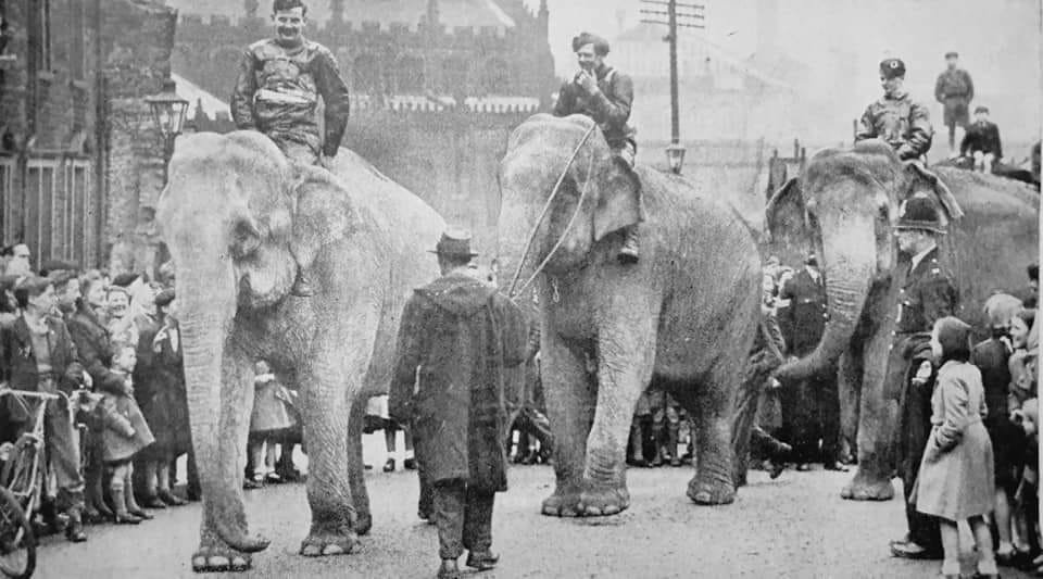 elephs1950