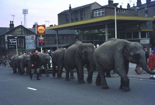 elephss