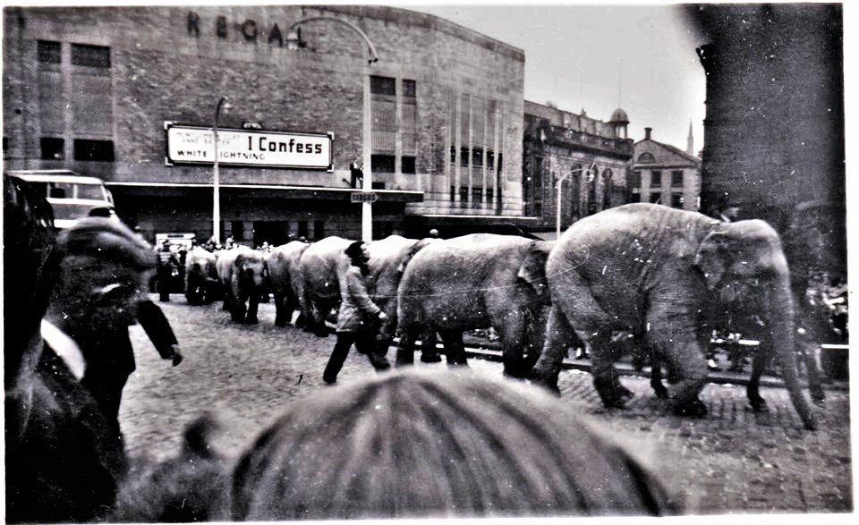 regal-elephants